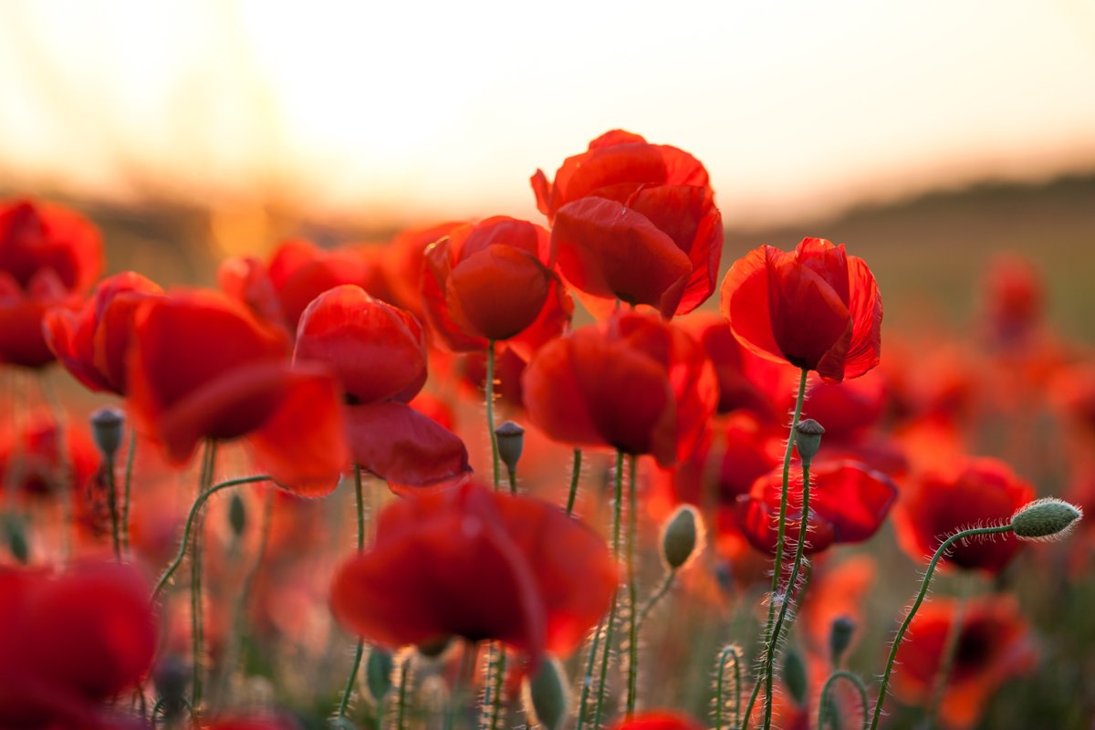 We are thankful for our rights and freedoms we have today, fought for from those who we will remember. Please be aware that we will be observing the 2 minutes silence at 11am today.