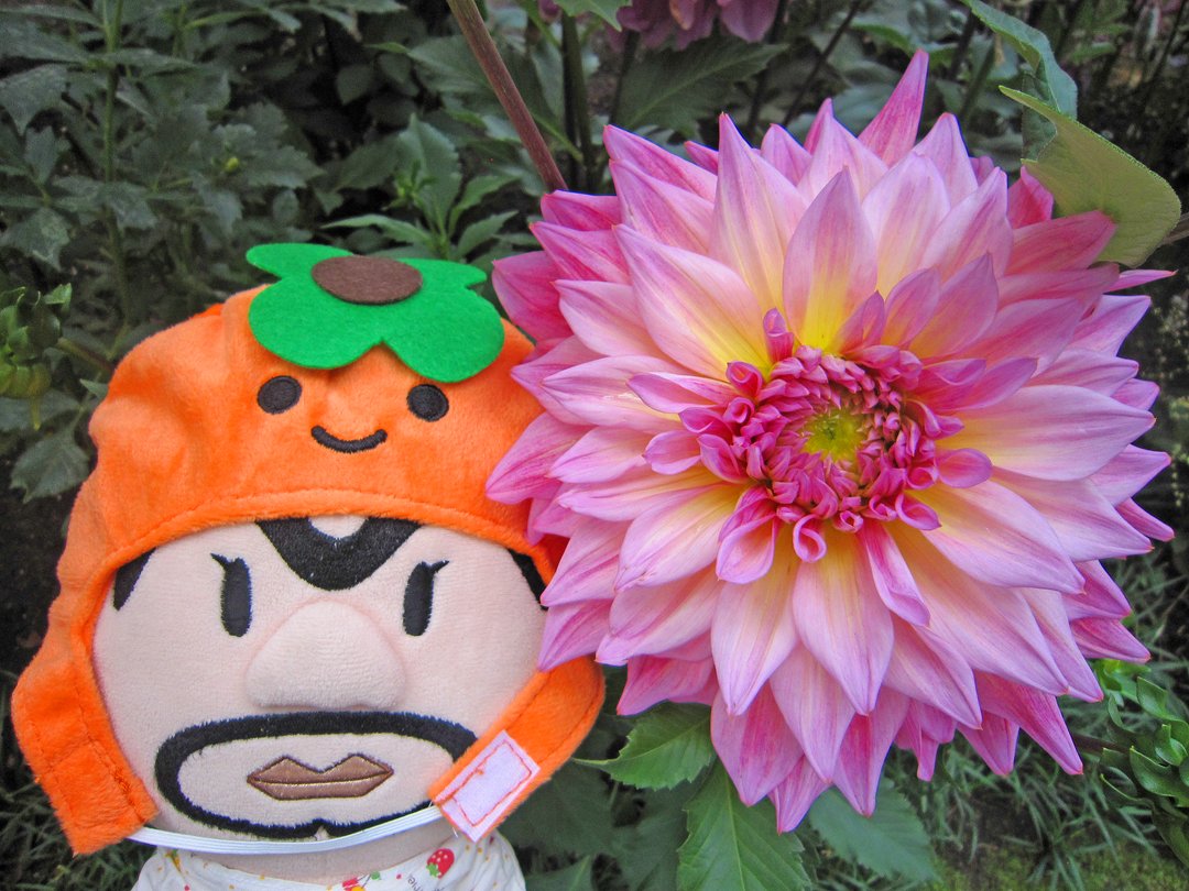 maboo_wpb's tweet photo. すっごいねだね！
ピンクいろのおはなだね！

#ピンク https://t.co/PhQ1hjHMiV