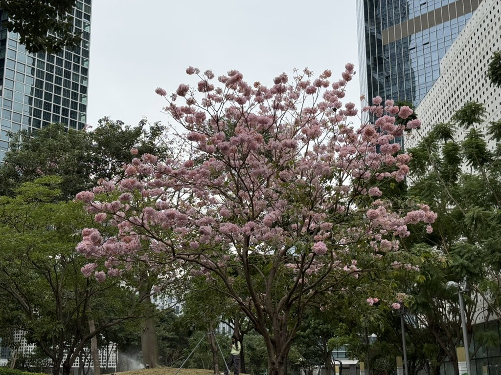 hua_shuo (@huashuozs) on Twitter photo 