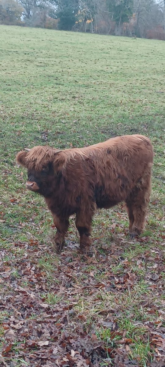 BIG BEEF/little beef