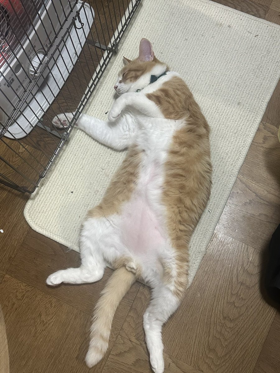 彩愛ページ 彩愛 (@ayame7609) / Posts / X