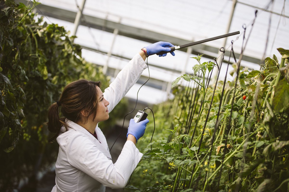 Así es la revolución de la agricultura cada vez más sana que La Caña logra en más de 100 millones de kilos de frutas y hortalizas 🍅🥒🥑, con más de 2.000 agricultores de 4 provincias andaluzas, y exportando a Europa 🌐 el 85% de sus cosechas. Investigan en sus fincas con 100