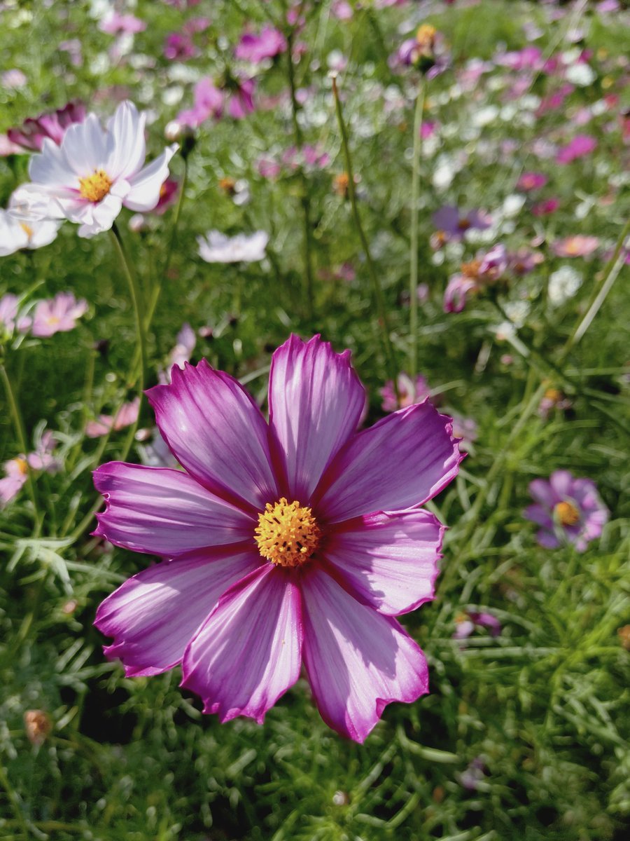 コスモス様 コスモス 美色混合｜種（タネ）,球根,苗,資材,ガーデニンググッズの