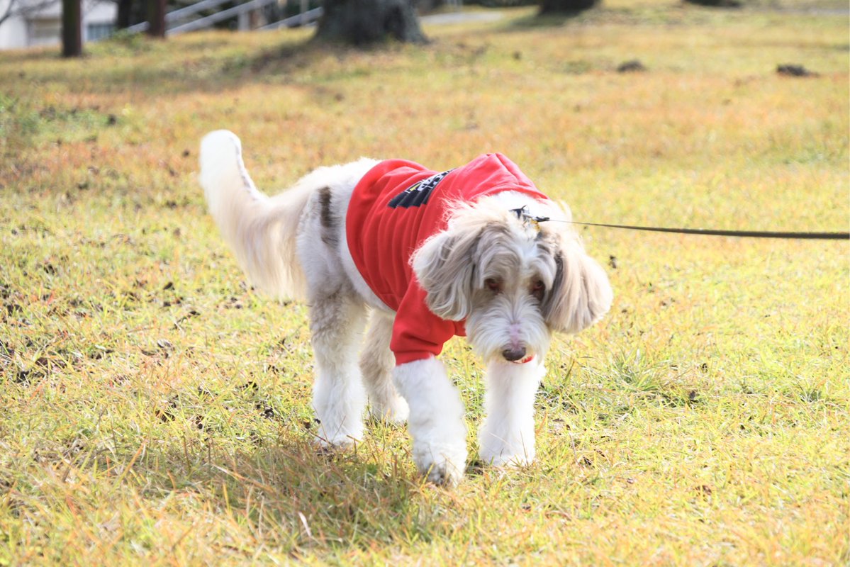 giantrogo's tweet image. いい天気、河川敷散歩。