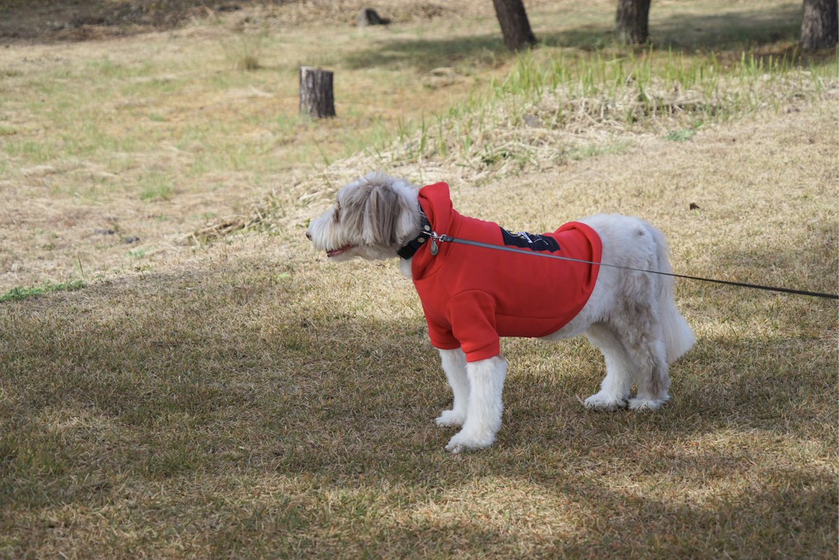 giantrogo's tweet image. いい天気、河川敷散歩。