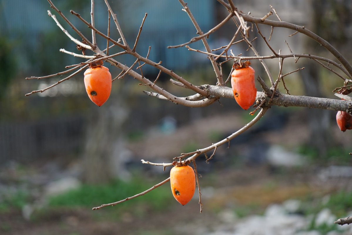 giantrogo's tweet image. 秋から冬へ