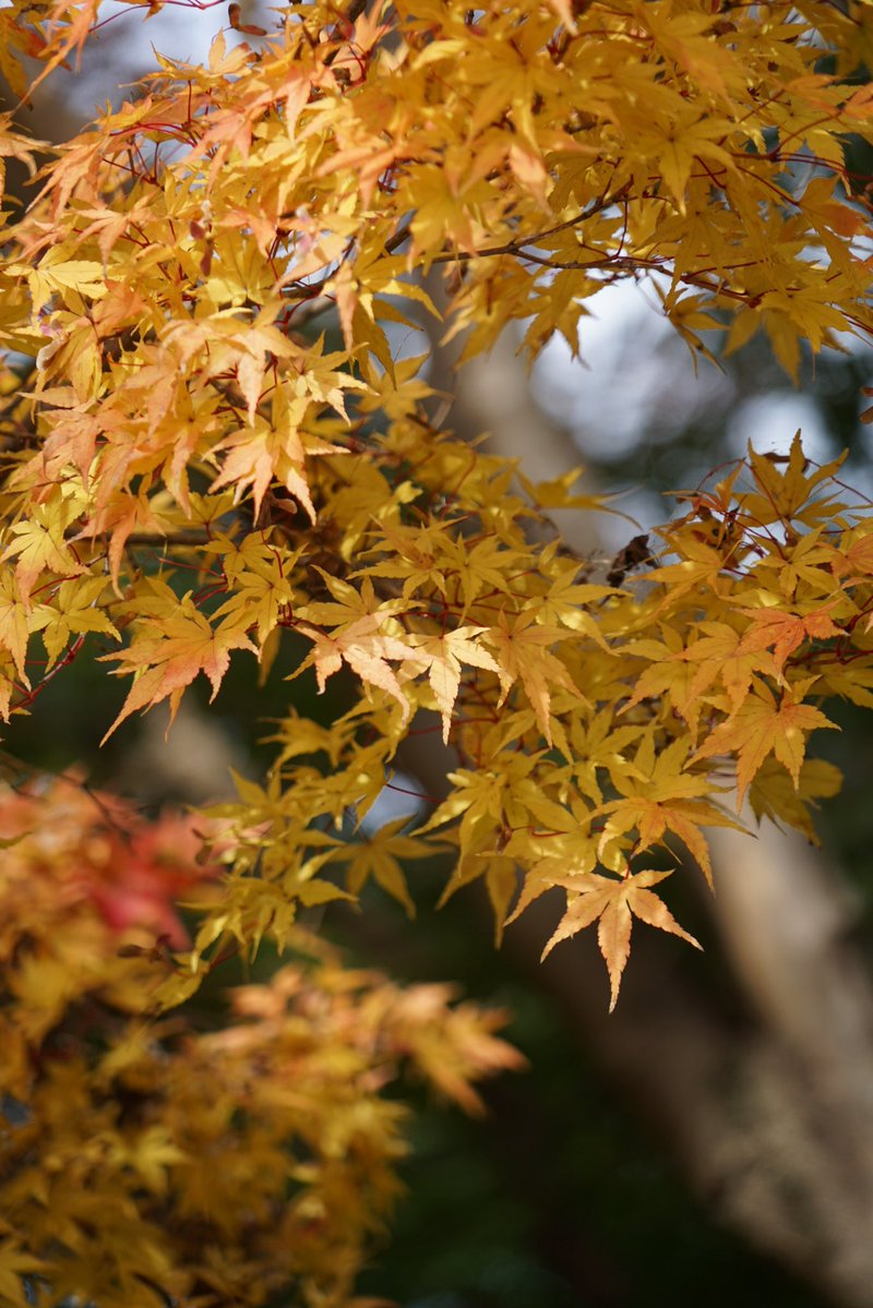 giantrogo's tweet image. 秋から冬へ