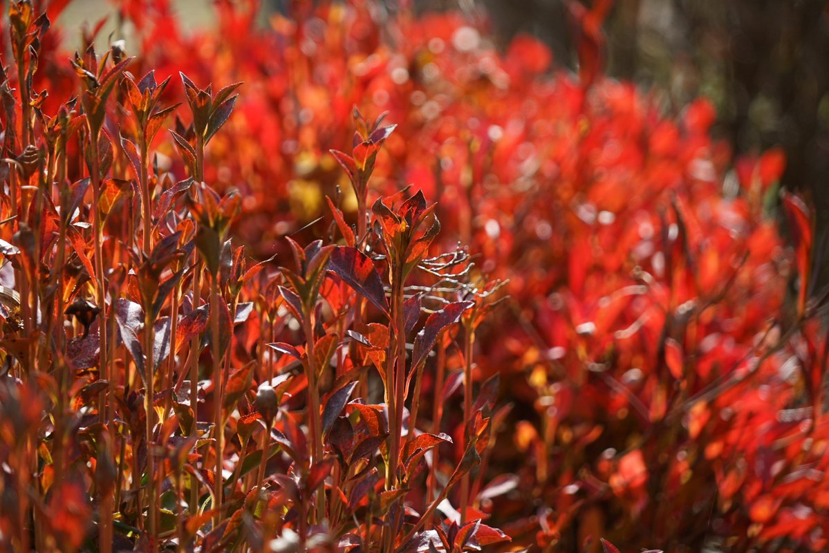 giantrogo's tweet image. 秋から冬へ