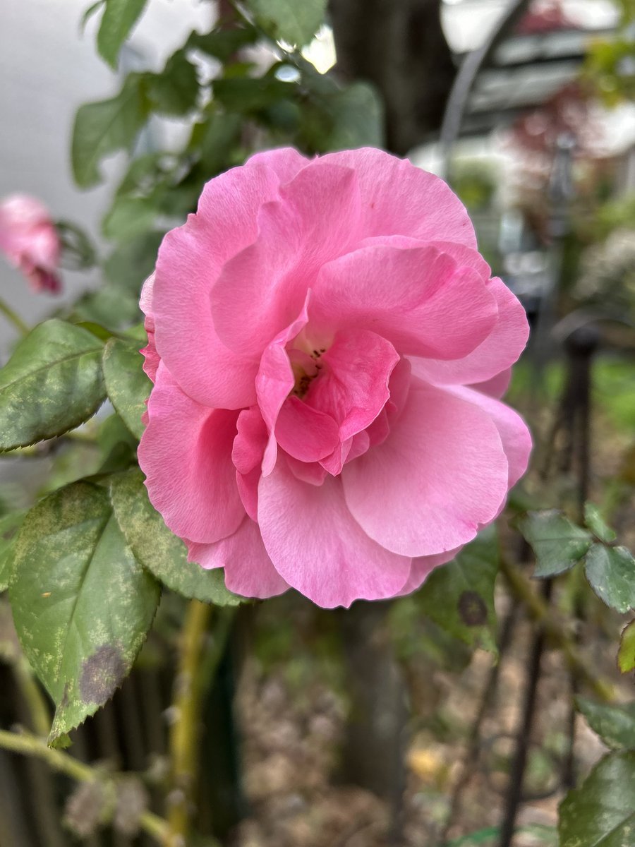 giantrogo's tweet image. 秋から冬へ