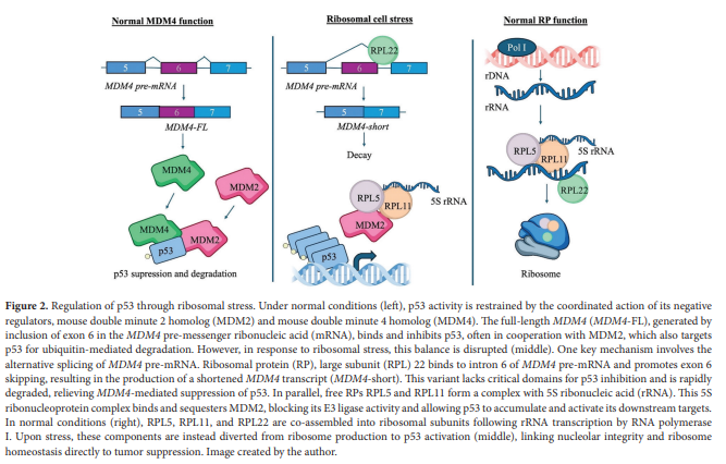 TD_ASP's tweet photo. New in Tumor Discovery:

Review on ribosomal protein mutations in cancer and how they reshape p53 signaling, translation and tumor evolution.

Open access (https://t.co/to0nutIvGf) https://t.co/PtL3rBuWmi