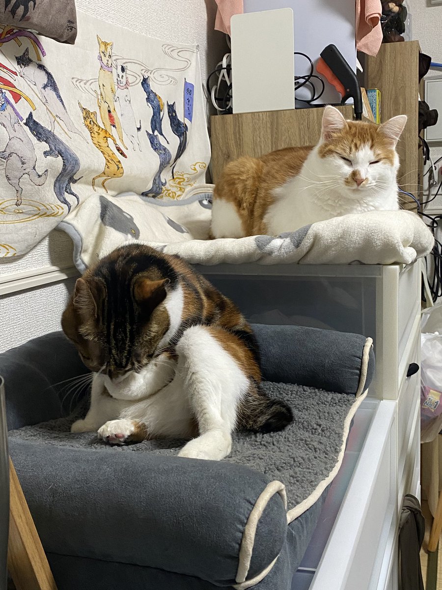 ちよこ きなぽっ毳ョスᐠ( ᐛ )ᐟよしこ on X