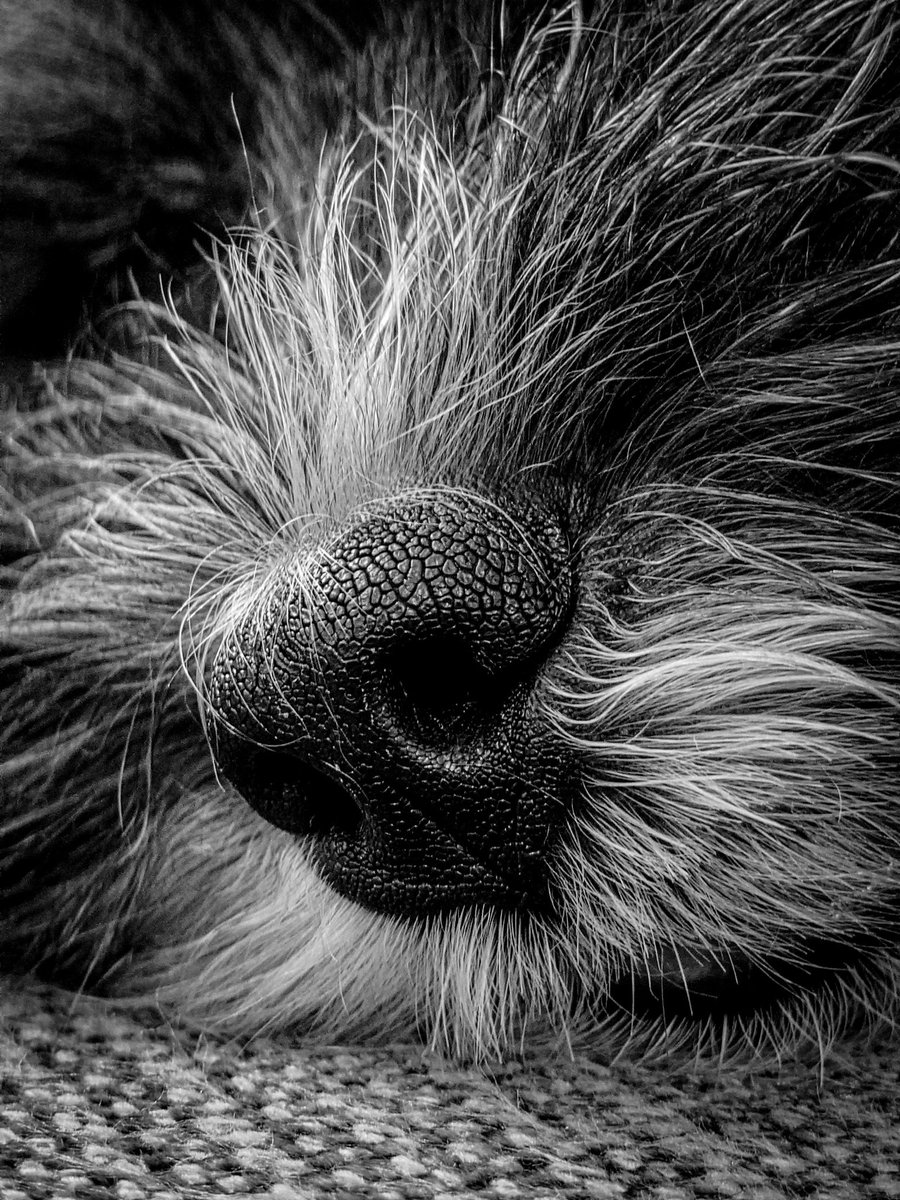 “Los perros son nuestra unión al paraíso. No conocen el mal ni los celos ni el descontento. Sentarse con un perro en la ladera de una montaña en una tarde gloriosa es volver al Edén, donde no hacer nada, no era aburrido: era paz”.

 Milan Kundera.

Buenos días 😘