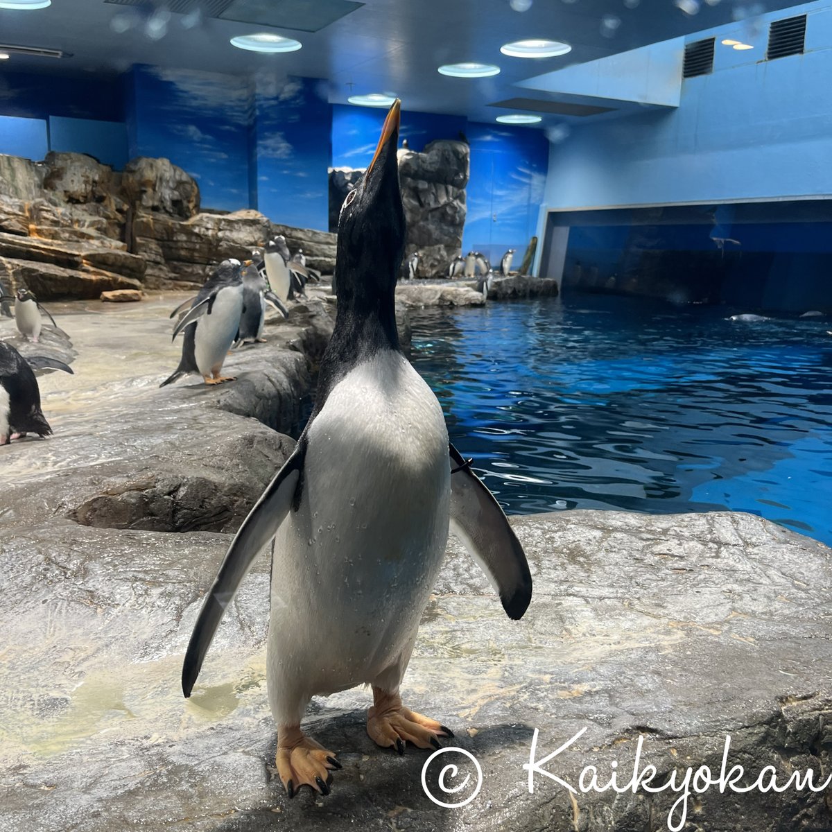 目があったジェンツーペンギンの”アキラ”・・・ なぜ鳴く？