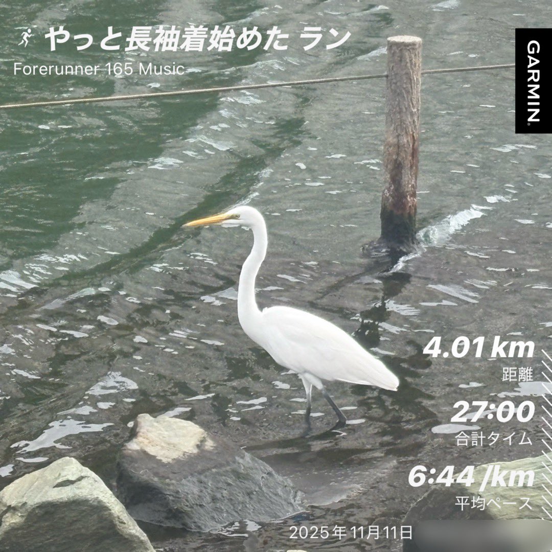 暑がりが長袖を着始めたよ！

少しだけでも走っておかないとなーと思い4km。寒いかもしれないから長袖着たけど、結局割と汗だくになってました（汗かくレベルではないランだけど）

虫が少なくなったのに、今度はカラスが多くてね…🐦‍⬛カラスよけの仕掛けに私が驚いちゃったw
#ランニング #ラン記録