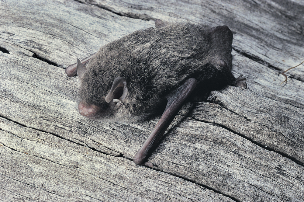 BushHeritageAus's tweet image. 🦇 🔊 🍄 

Tracking microbat populations on our north-west Victorian reserves before fungus strikes. 

 Follow the link to read more 👉 bit.ly/3JIUamB

📷 Little Forest Bat (Vespadelus vulturnus), Pavel German, Wildlife Images 

#Bats #ForestBat #AustralianWildlife