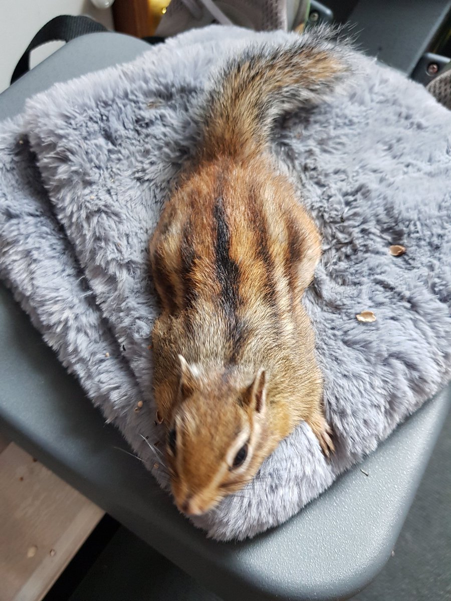 일본에서 11/11이 다람쥐의 날인 건 다람쥐 등에 1자 모양 줄무늬 5개가 나란히 있기 때문이라고.

#シマリスの日