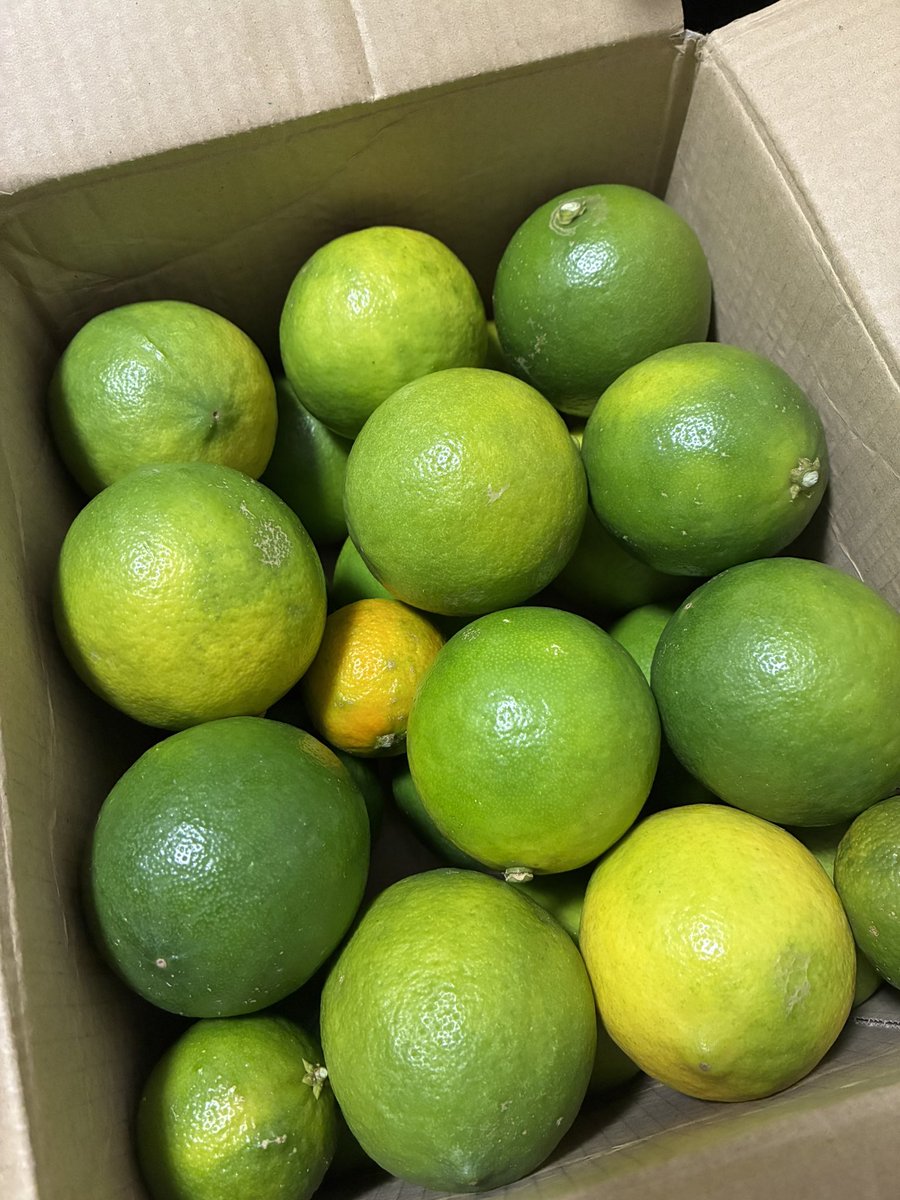 しょっぴーさん<a href="/shoppi_lemon/">しょっぴー🍋｜伊勢路レモン農園</a> のレモンが届いたよー🍋
めっちゃきれいで丸くてかわいい😍
おまけもありがとうございます(((o(*ﾟ▽ﾟ*)o)))
ひとつ切って食べてみたら程よい酸味で香りがすごい！
また料理したら投稿しますね🍀*゜