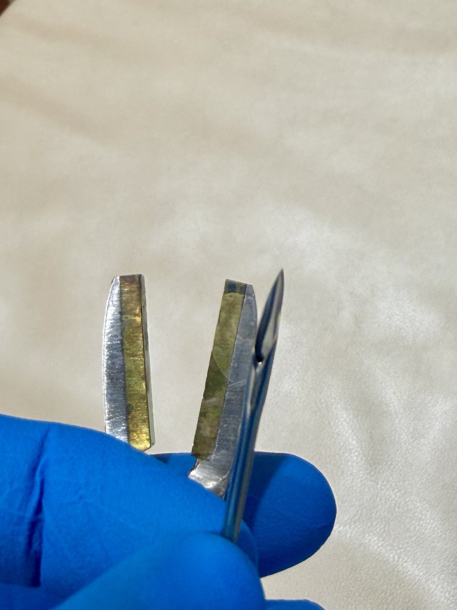 rose_piercing's tweet photo. Crushed my first needle https://t.co/Pmx9qD1XXg