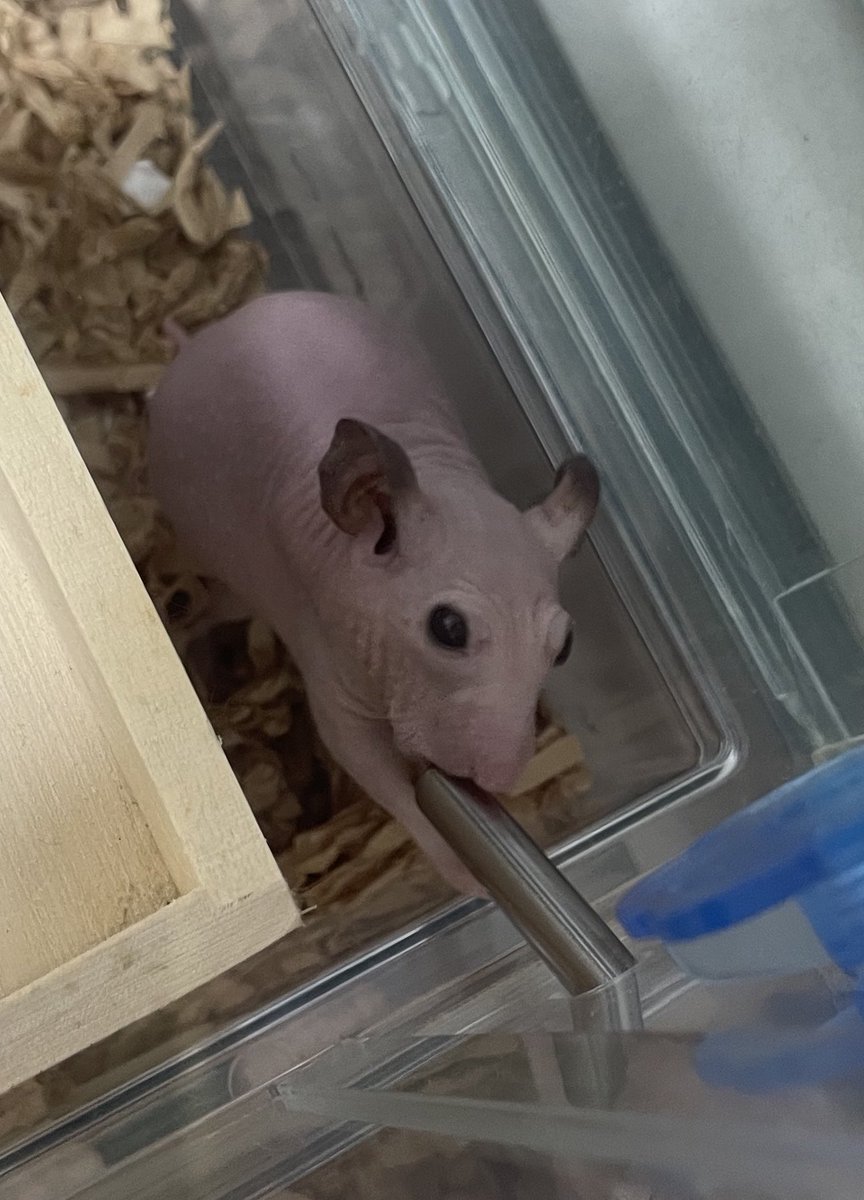 き ぃ し ゃ け (@96maaaaaain) / Posts / X