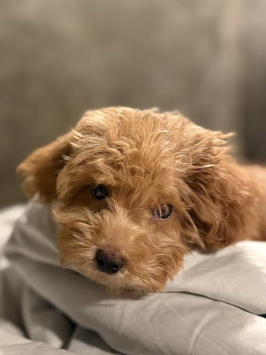 Lulu 🤍
welcome to the fam, baby girl 🥹🐶