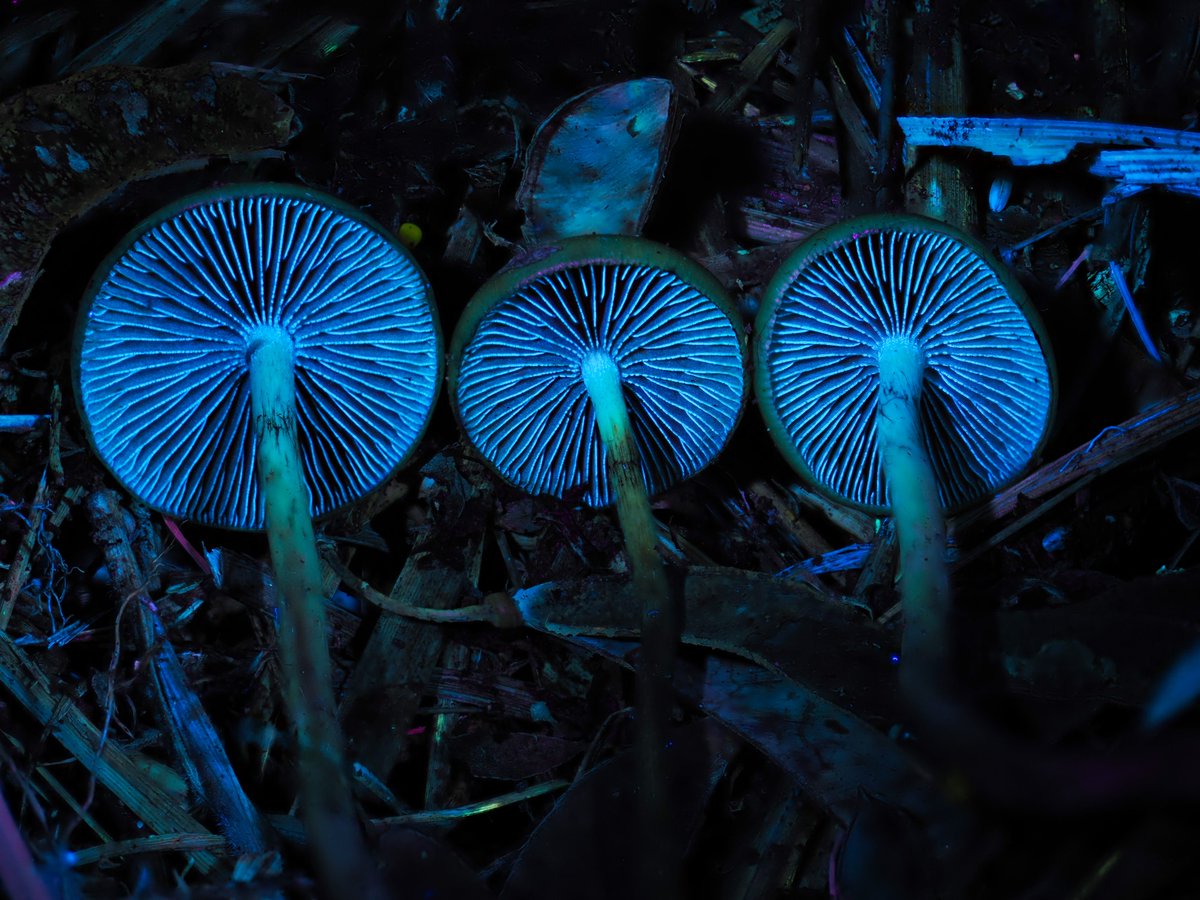 Alan Rockefeller tweet media