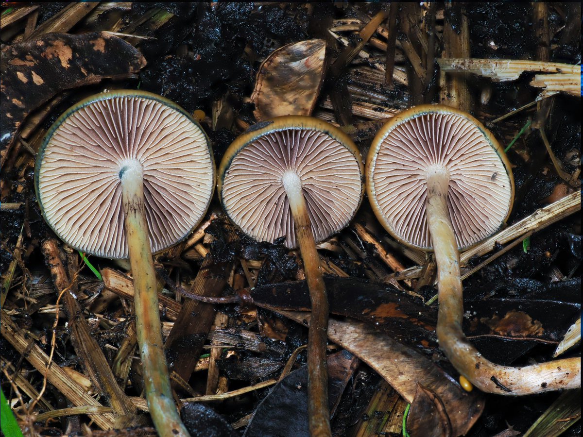 Alan Rockefeller tweet media