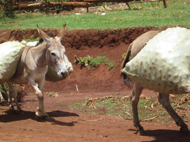 brianmixologist's tweet photo. Kapchorwa District is among the key producers of Irish in Uganda, feeding the entire Eastern region and some parts of Kenya. Kapchorwa received shs 17.1 billion in PDM money that has helped to boost production among farmers, hence boosting household income. 
Donkeys are used as a means of transport because of the mountainous nature of the region.