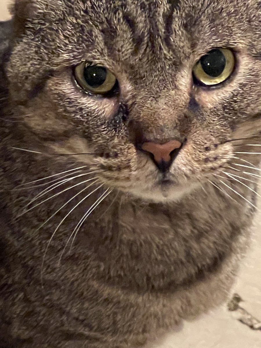 babybeginner's tweet photo. Bruiser’s right eye looks a little drippy tonight.  I left the blankets out for him if he wants to curl under them.  It’s 61-55 degrees tonight so it isn’t bad.  I’ll keep a close eye on him.  Poor baby!!  Idk if it’s a little scratch or a cold. https://t.co/aQGQdjsjT1