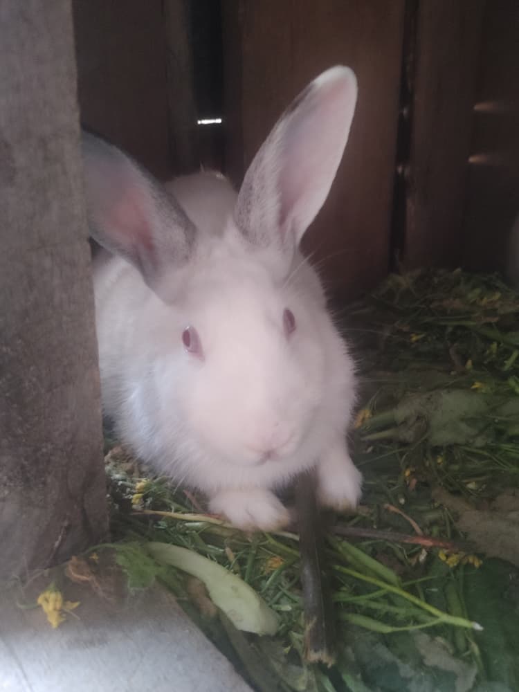 AgriHopper's tweet image. “The future of farming is small-scale, high-impact.”
Let’s grow smarter, not harder.
#AgriHopper  #  #GreenVision