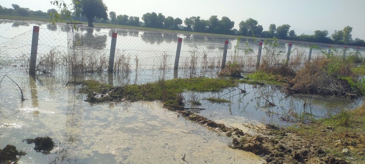 LalRathaa's tweet photo. आहोर विधानसभा क्षेत्र चादराई में नेहर ओवरफ्लो होने से किसानों को भारी नुक़सान 😢😔 https://t.co/EHRnx1cKqv