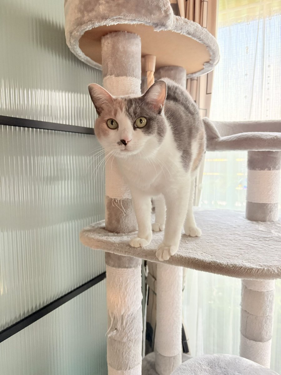 ハナちゃん (@ragu0318) / Posts / X