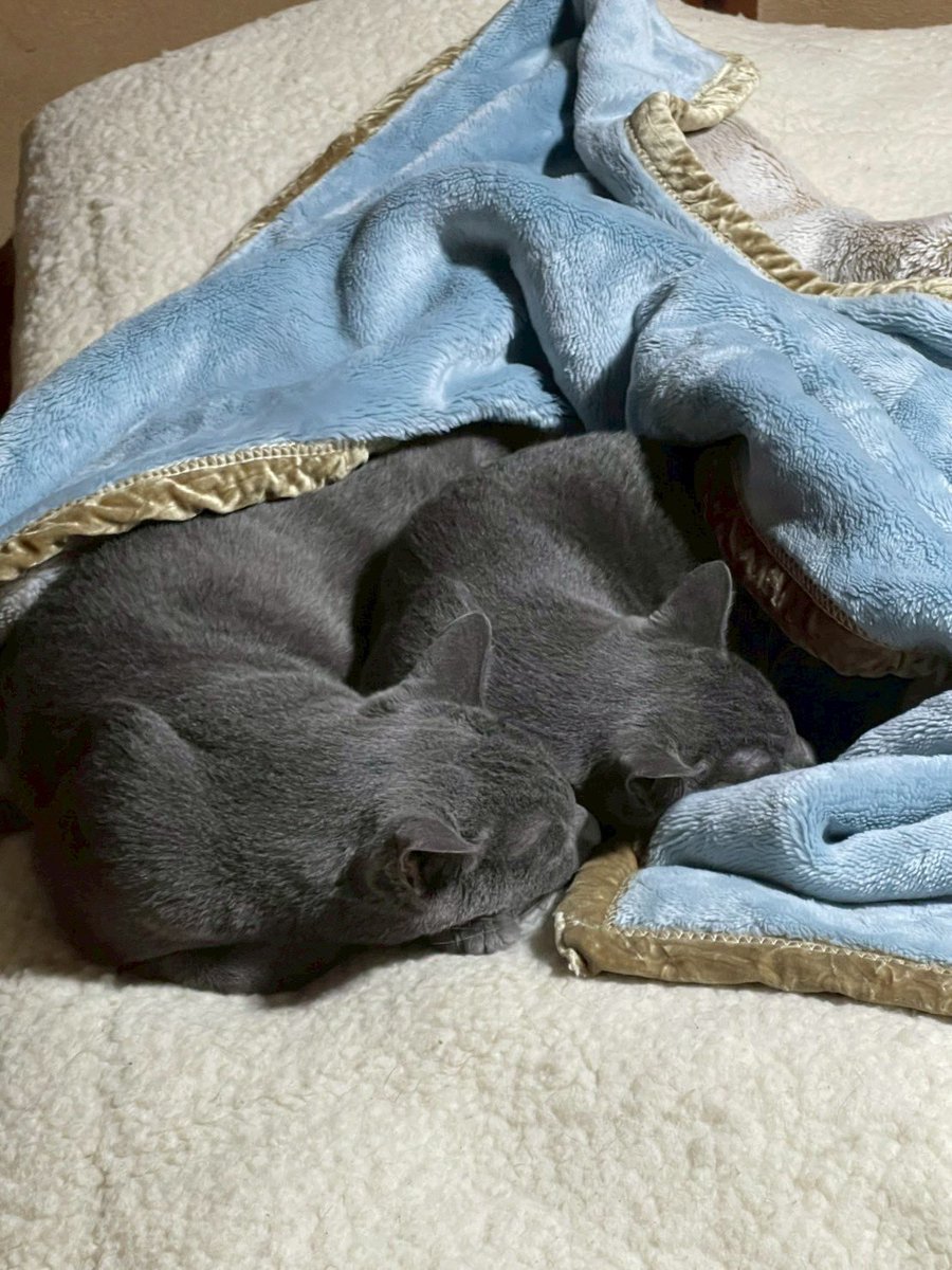 兄弟仲良し

#FIP
#FIP寛解
#保護猫
#猫好き
#多頭飼い
#グリとグラ
#グレー猫