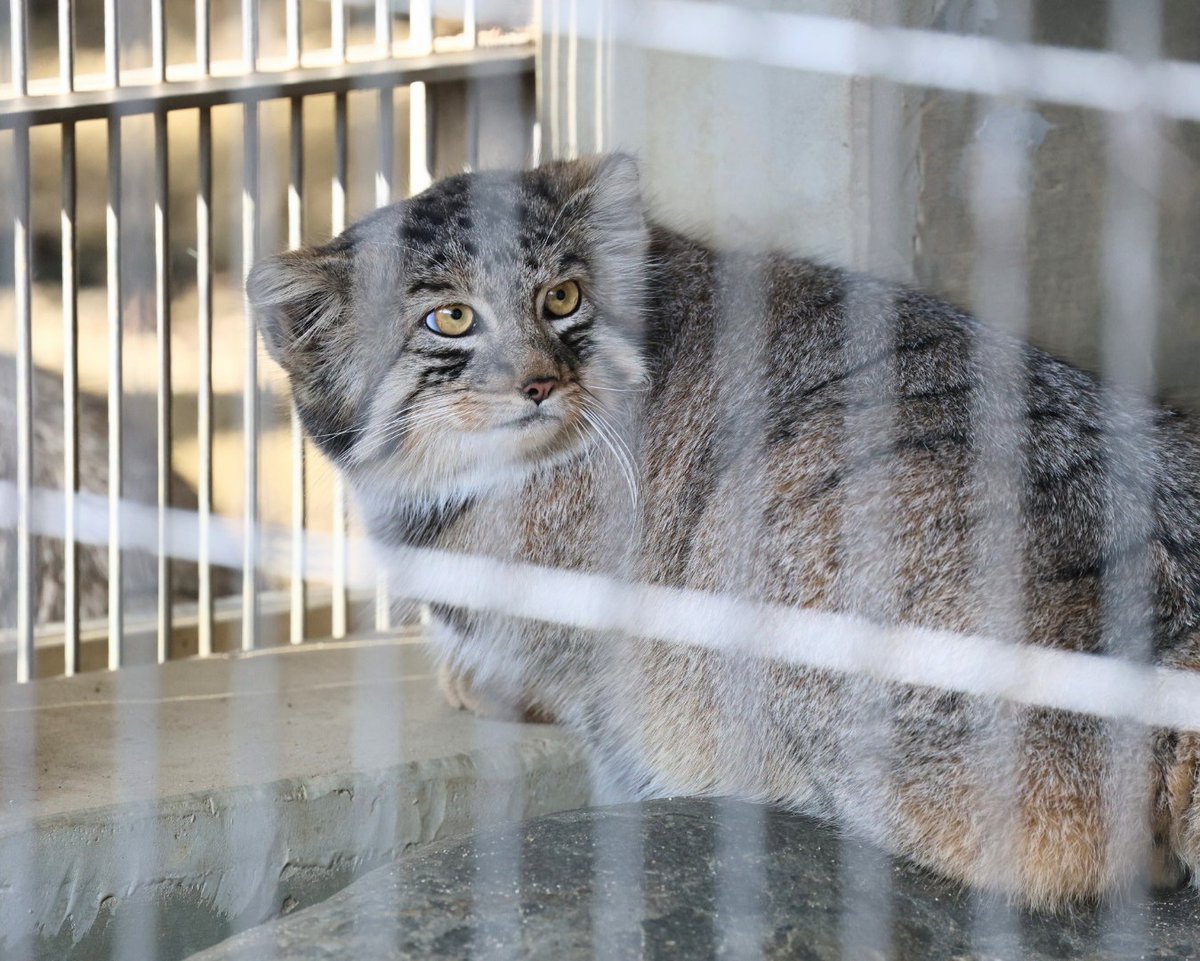 　マヌルネコ マヌルネコ M - ぬいぐるみメーカーTAKE OFFの公式オンラインショップ