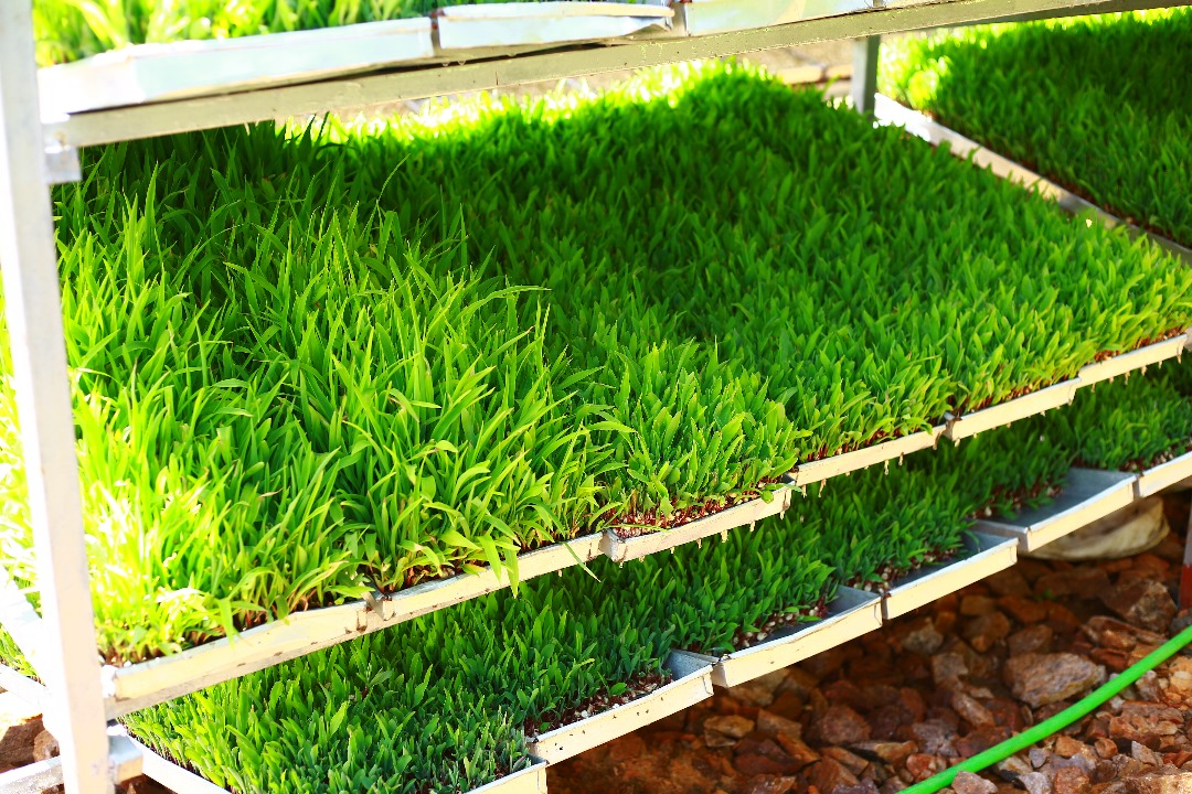 Gil_Niyonkuru's tweet photo. 🌞 GOOD MORNING FROM NYAGATARE!
Great news to all livestock farmers across  NYAGATARE District and beyond! 🐄🐐🐑

Excited to announce that @uruhimbi has officially launched a new Hydroponic Fodder Production Site in @KarangaziSector, @NyagatareDistr ! 🎉

This modern, innovative site is designed to help farmers produce high-quality, nutritious green fodder all year round - without relying on rain or large land areas. 💧🌱

At Uruhimbi, we believe your livestock deserve VIP treatment, and that begins with the best nutrition possible. Our hydroponic fodder is clean, chemical-free, rich in proteins and vitamins - giving your animals stronger immunity, better milk yield, faster growth, and improved fertility. 🐮🥛

🌿 Why Hydroponic Fodder?

✅ Grows in just 6–7 days
✅ Uses 90% less water than traditional methods
✅ Requires no soil - pure, safe, and sustainable
✅ Ideal for dairy, goats, sheep, and poultry
✅ Consistent supply even during dry seasons

📍 Visit us in Karangazi, Nyagatare

Come see how modern farming meets innovation -and how Uruhimbi is empowering local farmers to feed their animals smarter, not harder.

Let’s build a greener, more productive livestock sector together! 🌾

📞 For inquiries or visits:

📞:+250791921186
📩:info@ukc.rw

Contact Uruhimbi Hydroponic Fodder Farming today and be part of this agricultural transformation!

👉 Because your livestock deserve a VIP treatment. 😊

#UruhimbiHydroponic #ModernFarming  #SmartLivestockFeeding #HydroponicFodder #MadeInRwanda #InnovationInAgriculture