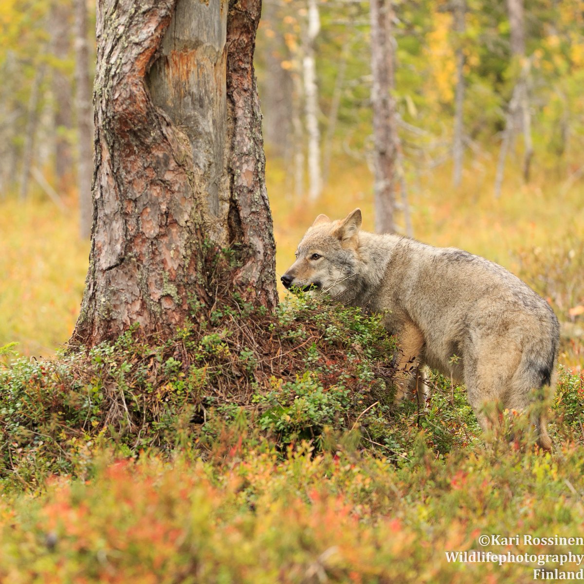 Rajan mänty ja susi.