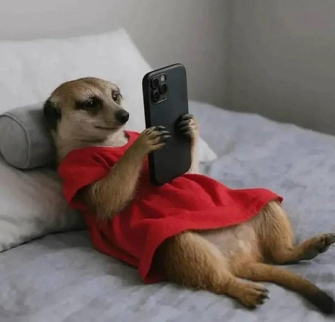 BIG_MEERA tweet media