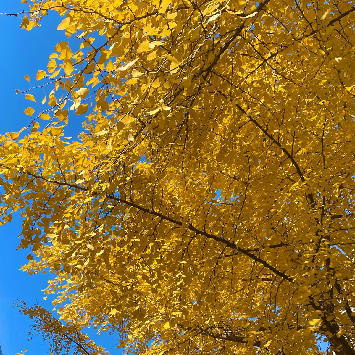 catnip_abu's tweet image. 帝都的秋天可以总结为两个字 “臭美”