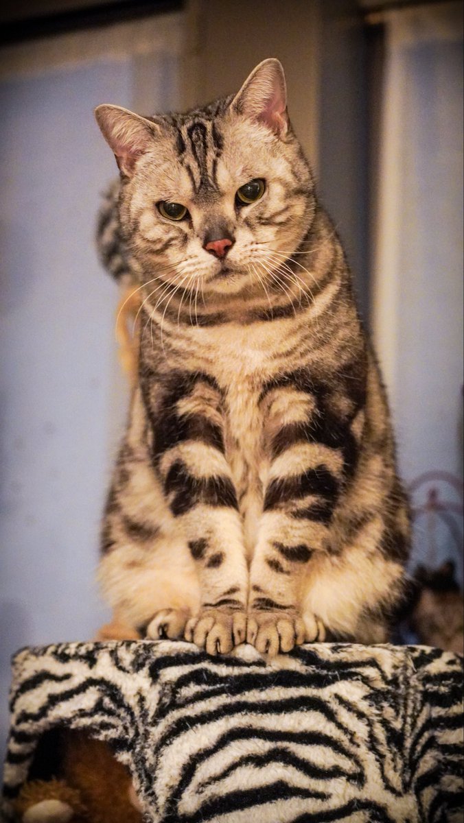 アイリスプラザ【公式】 (@irisplaza) / Posts and Replies / X