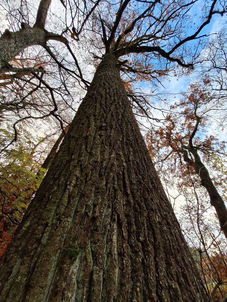 cumulusmoni's tweet image. 🍂🪾🤎🍃

#thicktrunktuesday #TreeClub #savetrees #saveforests