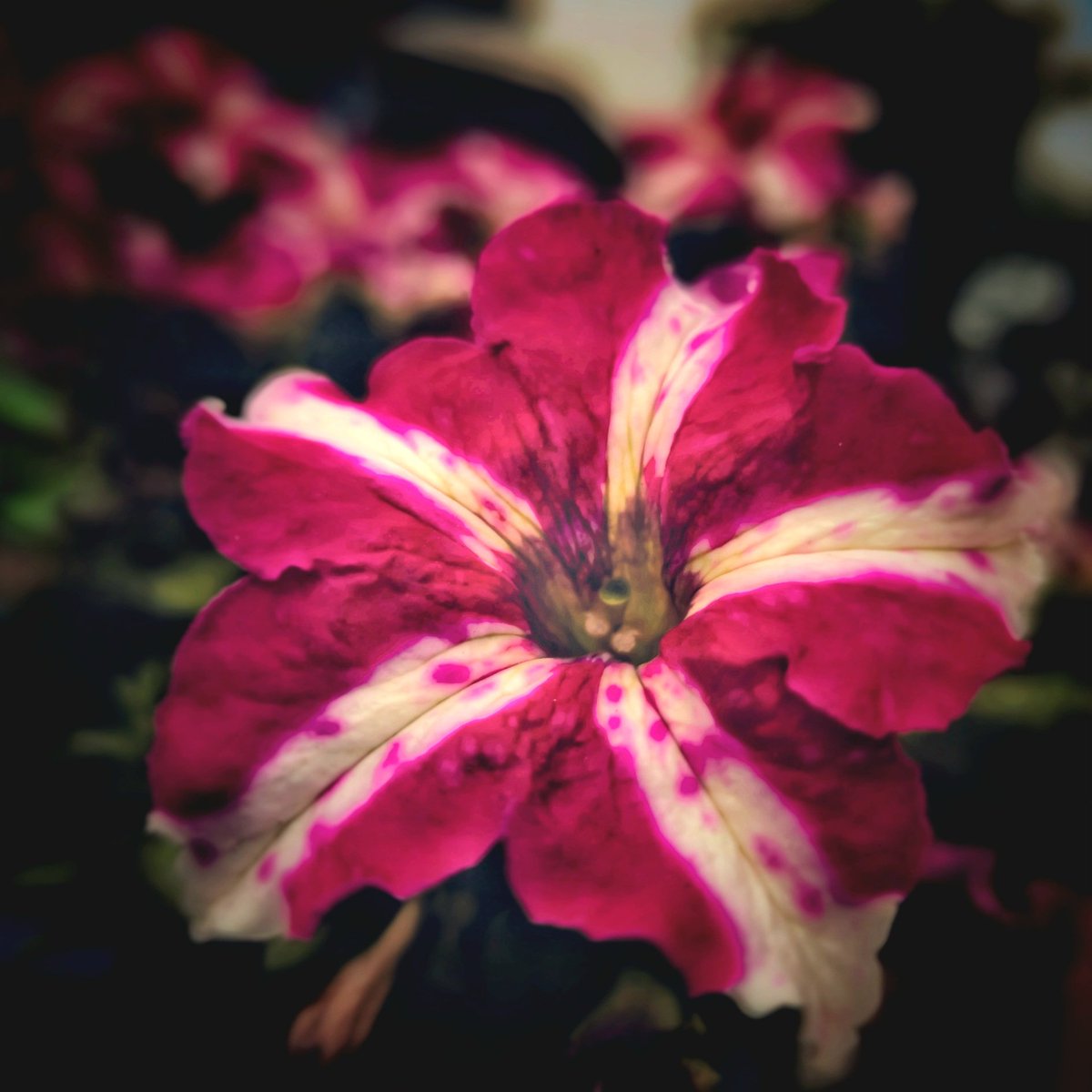 SachinAcharya's tweet photo. @eva_joy1 Nature's art:a stunning striped petunia in bloom.
#flowerphotography #MagentaMonday #MacroMonday #FlowersOnX #photography #Nature #TwitterNatureCommunity #GardeningX #ThePhotoHour #StromHour #EarthCurated #theglobalphotocommunity #VSCO #PerfectPixels #withGalaxy #ShotOnSnapdragon https://t.co/d7WbgyMBKu
