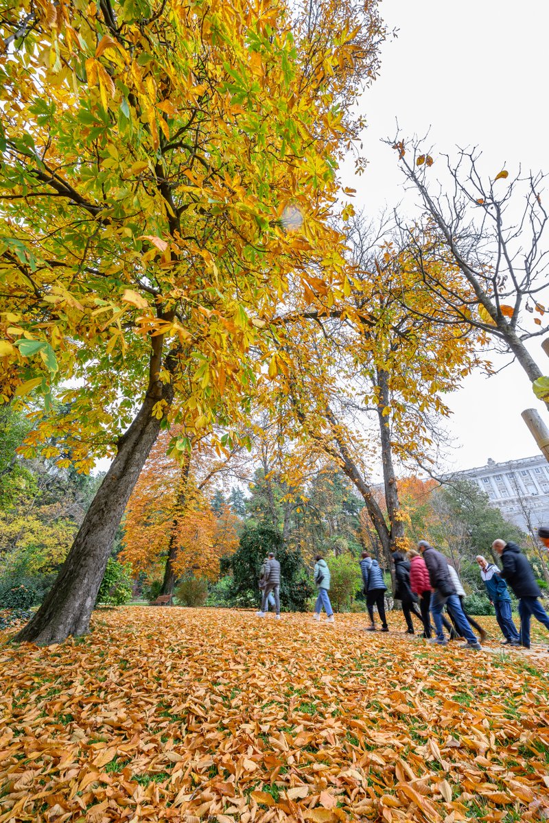 👉Así se vive el otoño desde los jardines del Campo del Moro en #Madrid 🍂

Esta estación mágica tiñe de colores los paisajes, y nos regala estas maravillosas imágenes✨

¿Vienes?
