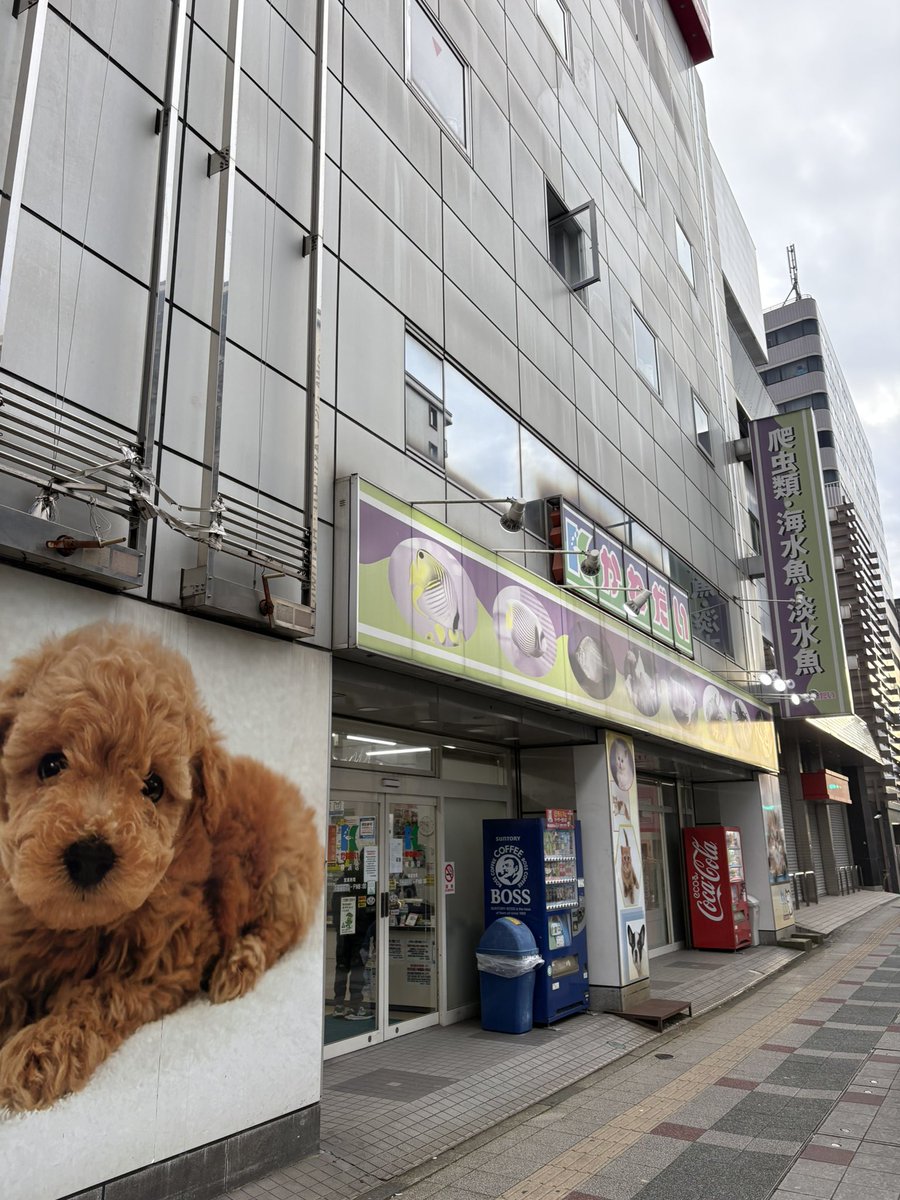 kobaaqua's tweet photo. 仕事で近くに来たので冷やかしに…
欲しかったブセのニードルリーフを700円で購入。
戸塚の紹介してたけど、戸塚も怪しいよね。 https://t.co/gvtKufFpZ2