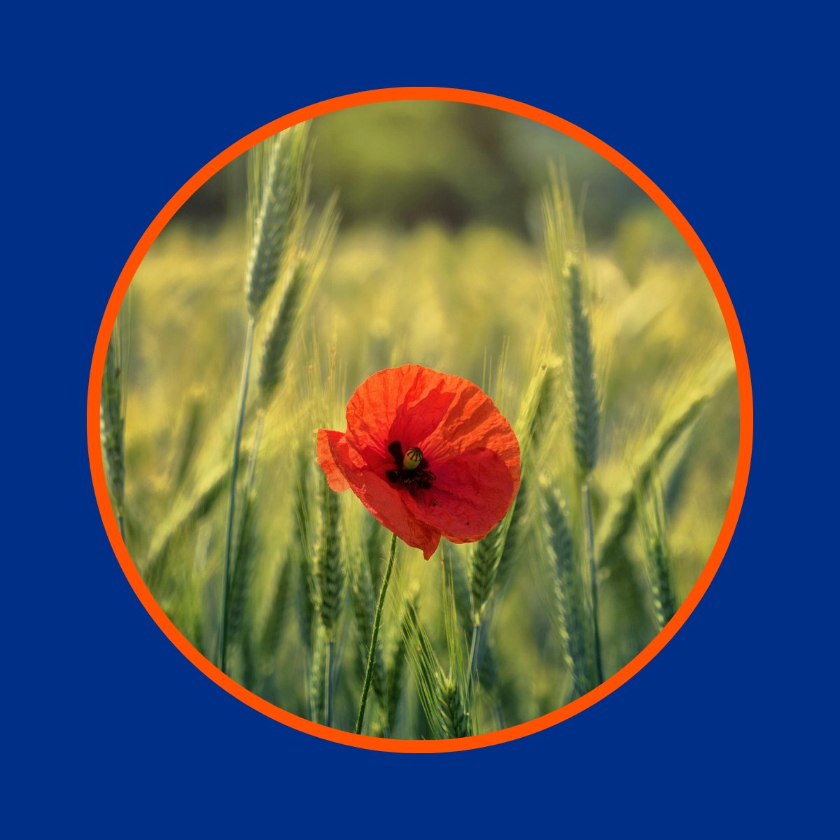 Lest we forget. 🌺

The Greater Manchester Good Employment Charter remembers all those who have served and their families this Remembrance Sunday. 
 
#LestWeForget #WeWillRememberThem