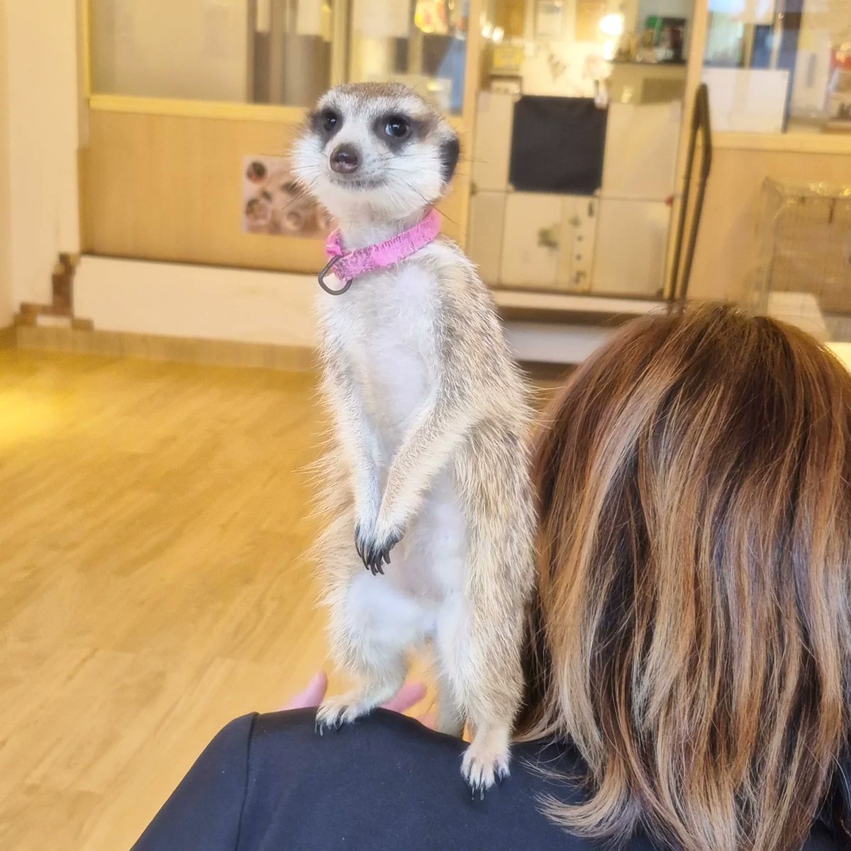 googoo_cafe's tweet image. 店長の肩にちょこんと乗る ｢だっちょちゃん｣🐾💗
景色が高くてごきげんスタイル👀✨

だっちょとたらこは、店長の大切な“うちの子”です🫶
そのため、この2匹は お迎え対象ではありません🌸

ふたりはスタッフとお店を一緒に支えてくれている
大事な仲間であり家族です🌿…