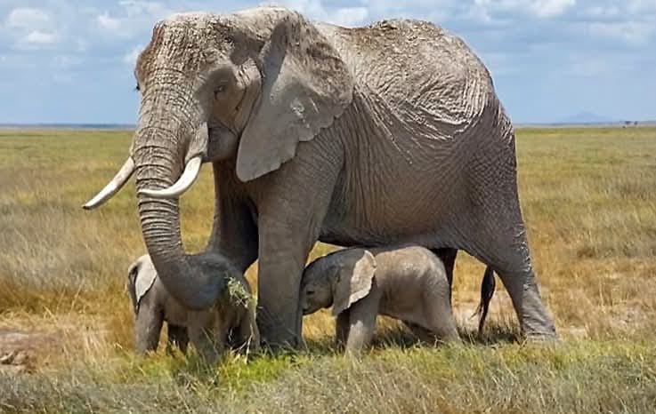 KWSKenya's tweet image. When nature says “one’s not enough,” you know something special’s coming… twins have entered the chat! 🐘🐘
Twin elephant calves were recently sighted in Amboseli, the iconic home of the African elephant — a rare glimpse of nature’s quiet miracles!

This is a testament to the…