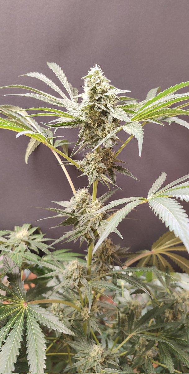 balancedsoil's tweet image. Die &apos;Dancing Sprite&apos; (White Runtz x Spritzer von Seeds of Anarchy) nach gut vier Wochen Blüte. Die Harzschicht ist dick und klebrig und sie riecht sehr süß nach Candyshop/Gummibärchen und Zitronen/Limonen. Sehr appetitlich.🍬🍭🍋🍋‍🟩