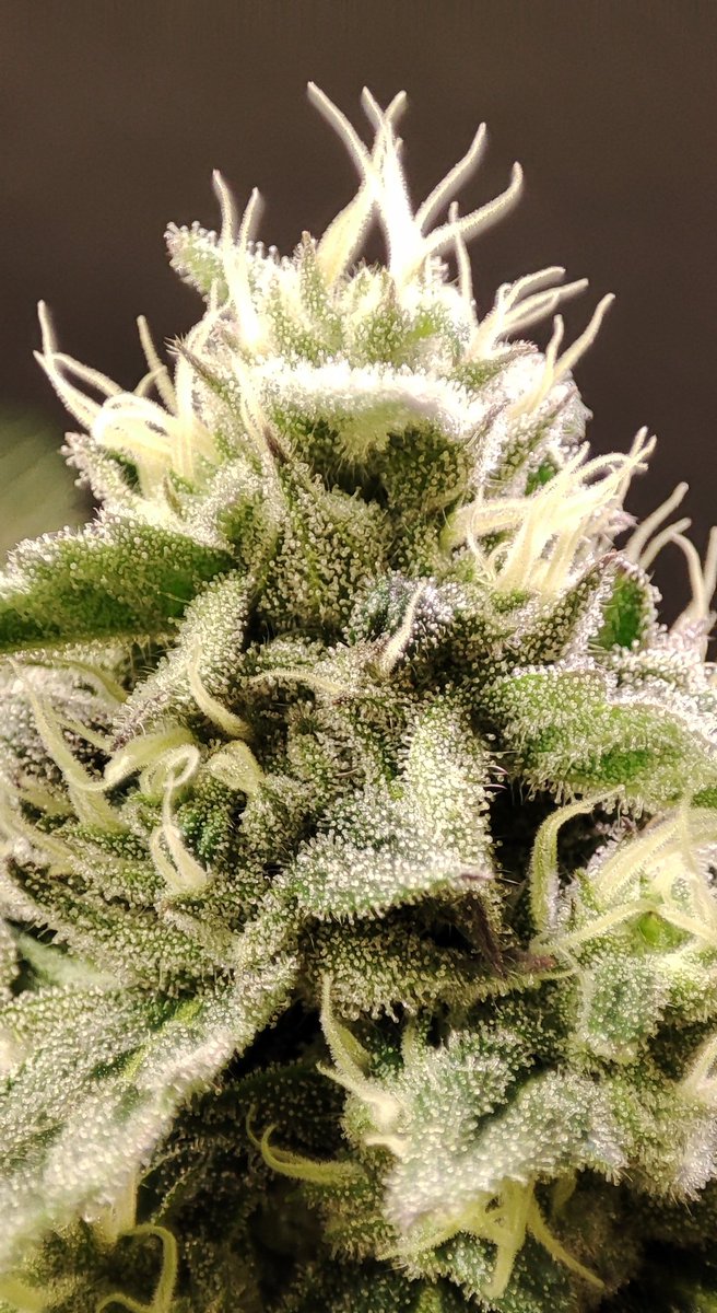 balancedsoil's tweet image. Die &apos;Dancing Sprite&apos; (White Runtz x Spritzer von Seeds of Anarchy) nach gut vier Wochen Blüte. Die Harzschicht ist dick und klebrig und sie riecht sehr süß nach Candyshop/Gummibärchen und Zitronen/Limonen. Sehr appetitlich.🍬🍭🍋🍋‍🟩