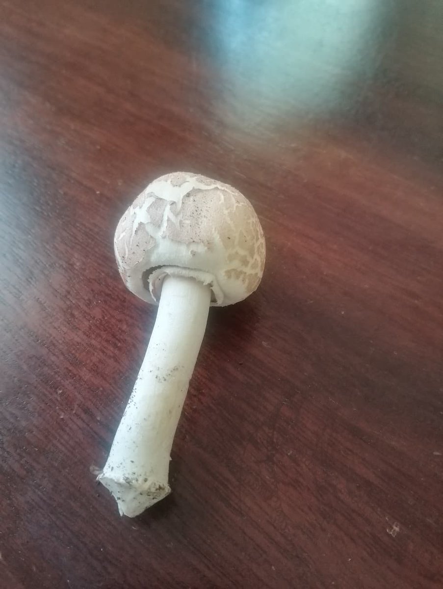 crop_doctor's tweet photo. Observed in Kiambu County: probable Agaricus species with scaly cap and white stipe. Awaiting microscopic verification. #Mycology #FungalEcology#Mycology #FieldNotes #Fungi #MushroomTuesday #NaturePhotography #ForagingFinds #nature https://t.co/GYkK2CXPl4