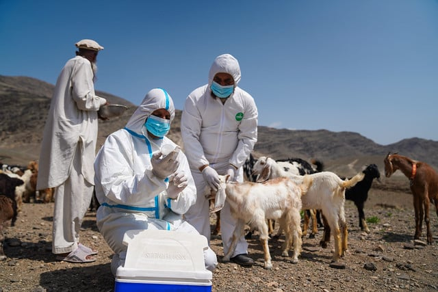 8AM_Media's tweet image. FAO: Plague Threatens More Than 21 Million Sheep and Goats in Afghanistan 

Read more: 8am.media/eng/fao-plague… 

#Afghanistan #Plague #FAO #8am_media