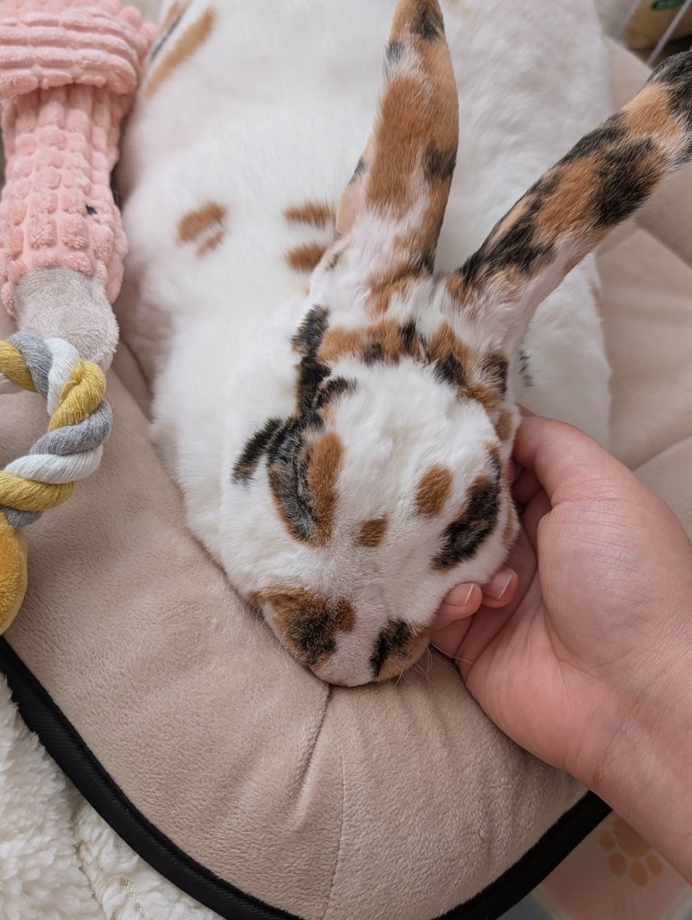 るるるん (@rururumham) / Posts / X